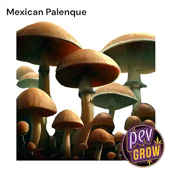 Mushroom Magic Mexican...