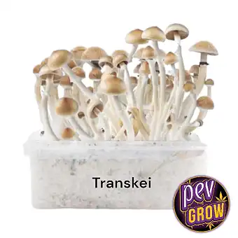 Mushroom Magic Transkei