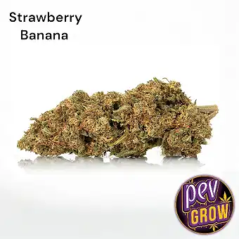 CBD-Blüten Strawberry Banana
