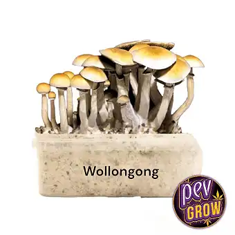Wollongong Magic Mushroom...