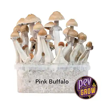 Pink Buffalo Magic Mushroom