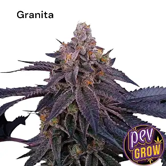 Granita Perfect Tree