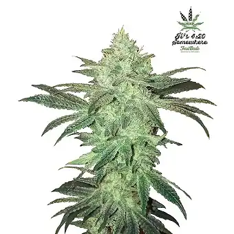 Stardawg Auto tootjalt...