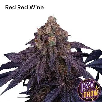 Red Red Wine Gefeminiseerde...