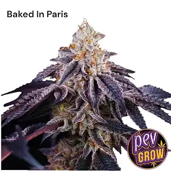 Baked In Paris Perfect Tree