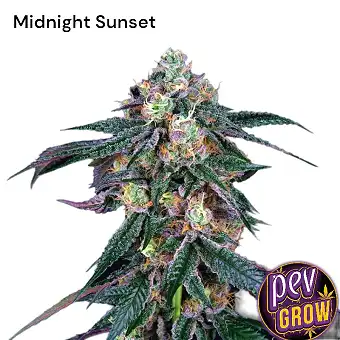 Насіння Midnight Sunset...