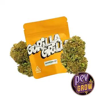 Ute-CBD-blommor Amnesia &...