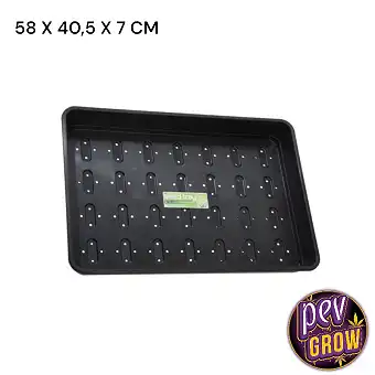 Bandexa XL de Xerminación...