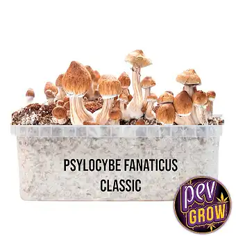 Mushroom Magic Psylocybe...