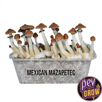 Pan de setas Mexican Mazatapec