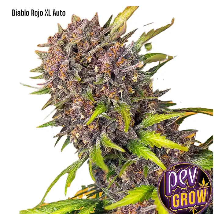 Buy Red Devil Auto | Sweet Pevgrow Seeds Autoflowering Seeds XL from