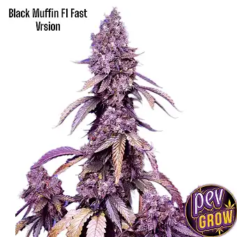 Феминизированные семена...