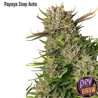 Papaya Zoap Auto Sweet Seeds