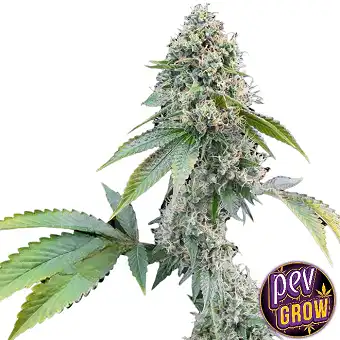 Cereal Milk feminizált...