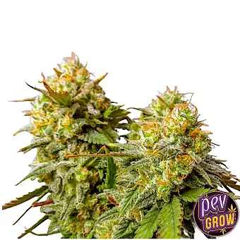 Chemdawg Feminizált Magok –...