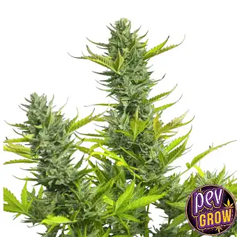 Llavors feminizades Cherry...