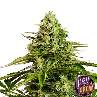Semences Cookies Kush...