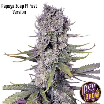 Papaya Zoap F1 Fast Version...