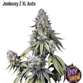 Jealousy Z XL Auto® od...