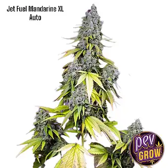 Jet Fuel Mandarine XL Auto®...