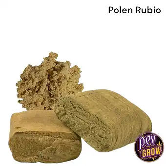 Pollen Rubio CBD