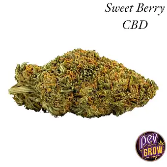 Sweet Berry CBD - CBD-Blüten