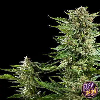 Cheesy Auto di Philosopher...