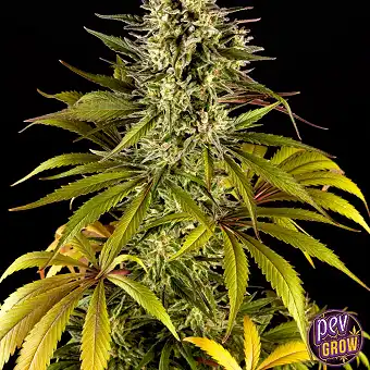 Spicy CBD / SuperJuani...