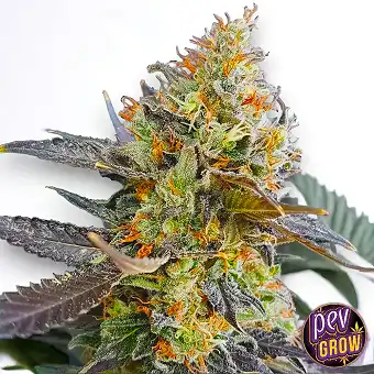 Σπόροι Candyland Feminized...