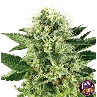 Sementes Feminizadas...