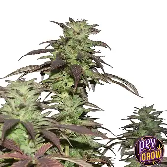 Grandaddy Purple nőstény...