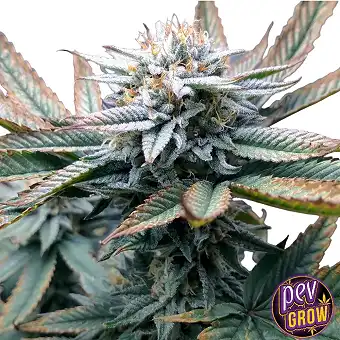 Apple Fritter Feminizowane...