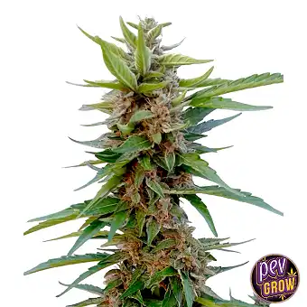 Chocolope XXL Auto –...