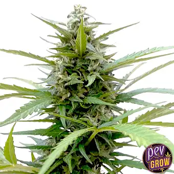 Sementes Auto AK – Spanish...