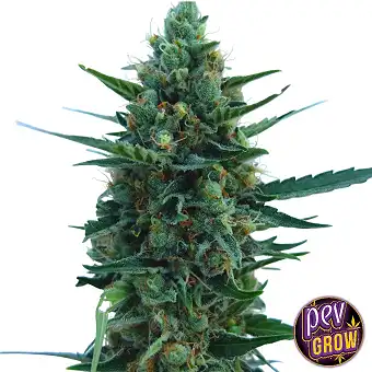 Green Crack Feminized Seeds...
