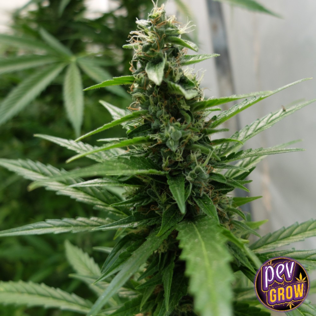 Gelato Feminized Seeds  Spain Seeds