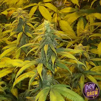 LA Kush Cake Feminizētas...