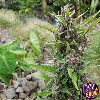 Ghost Train Auto – Sementes...