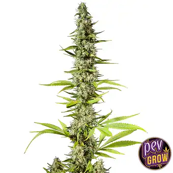 Early Maroc Feminizatuak –...