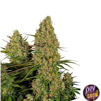 Sticky Orange XXL Auto de...