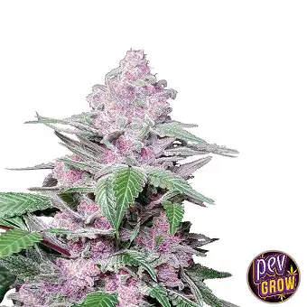 Purple Cookie Kush Dişi...