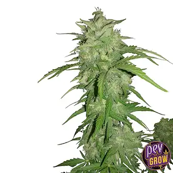 Do-Si-Dos Llavors...