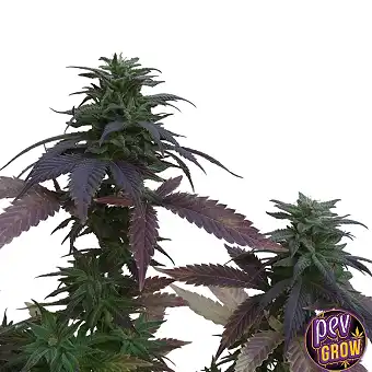 Headband XXL Auto – Spain...