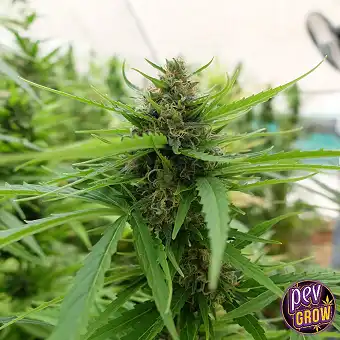 Mimosa Feminiserade Frön –...