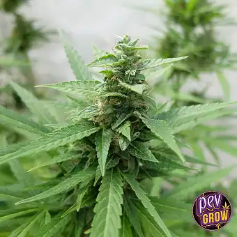 Sour Diesel feminizált...