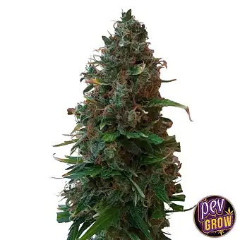 Gushers Feminized Seeds –...