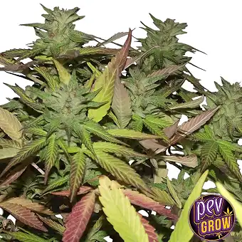LSD Auto da Spain Seeds –...