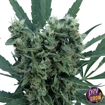 Blue Cookies Dişi Tohumlar...