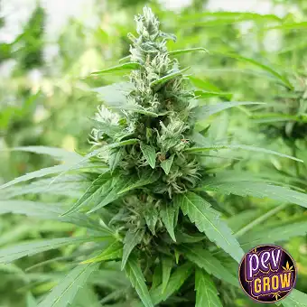 Lemon Bean-strain – Spain...