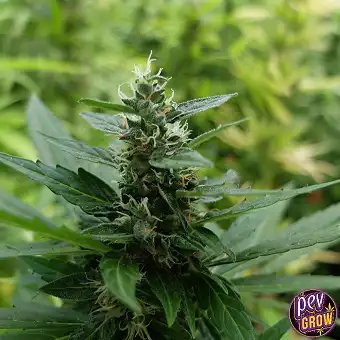 Critical Widow Auto – Spain...